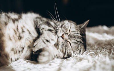 6 CONSEJOS PARA DORMIR MEJOR